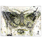 Lepidoptera
